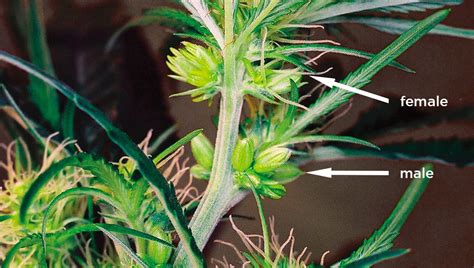 pictures of hermaphrodite marijuana plants.